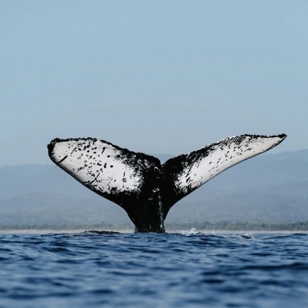 Marko Somero, Engineering Manager profile